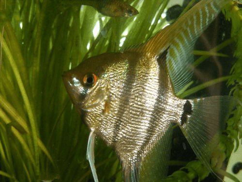 Veiltail Angelfish aquarium fish