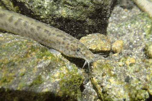 Weather Loach aquarium fish