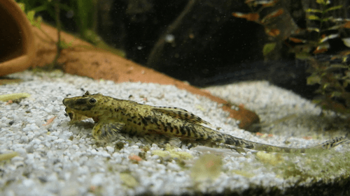 Whiptail Catfish aquarium fish