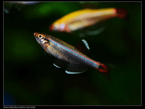 White Cloud aquarium fish
