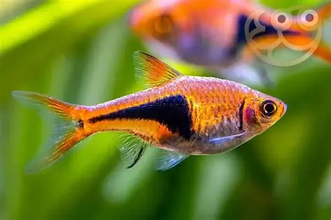 XL Harlequin Rasbora aquarium fish