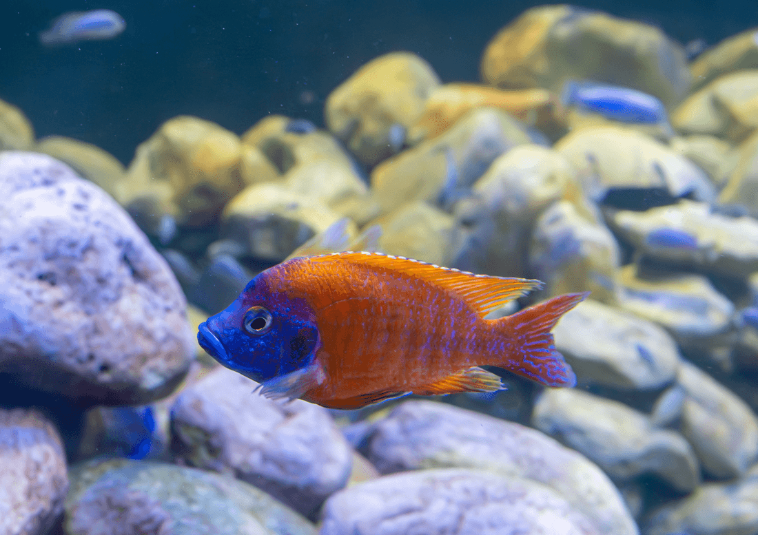 Yellow Peacock Cichlid aquarium fish