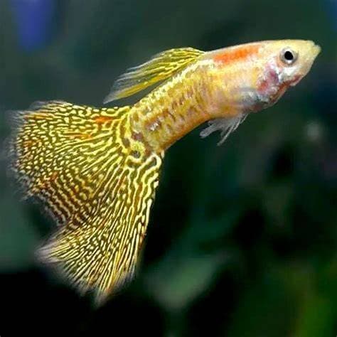 Yellow Snakeskin Endler Guppy aquarium fish