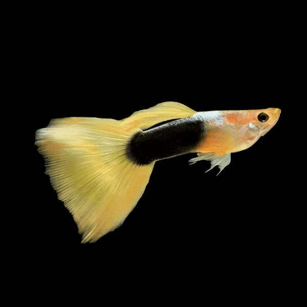 Yellow Tuxedo Guppy aquarium fish