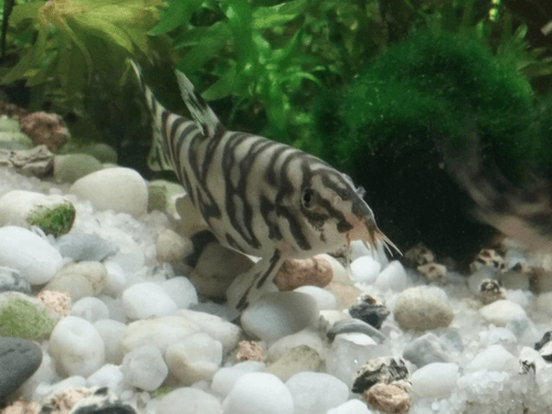 YoYo Loach aquarium fish