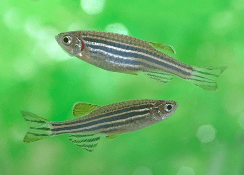 Zebra Danio aquarium fish