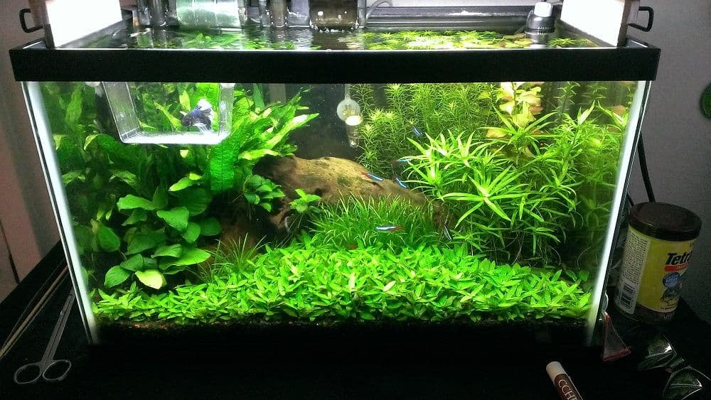 Ten gallon aquarium stocking layout