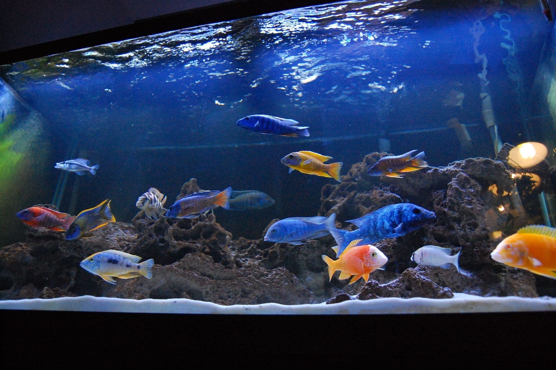African cichlid rock tank with hard alkaline water notes