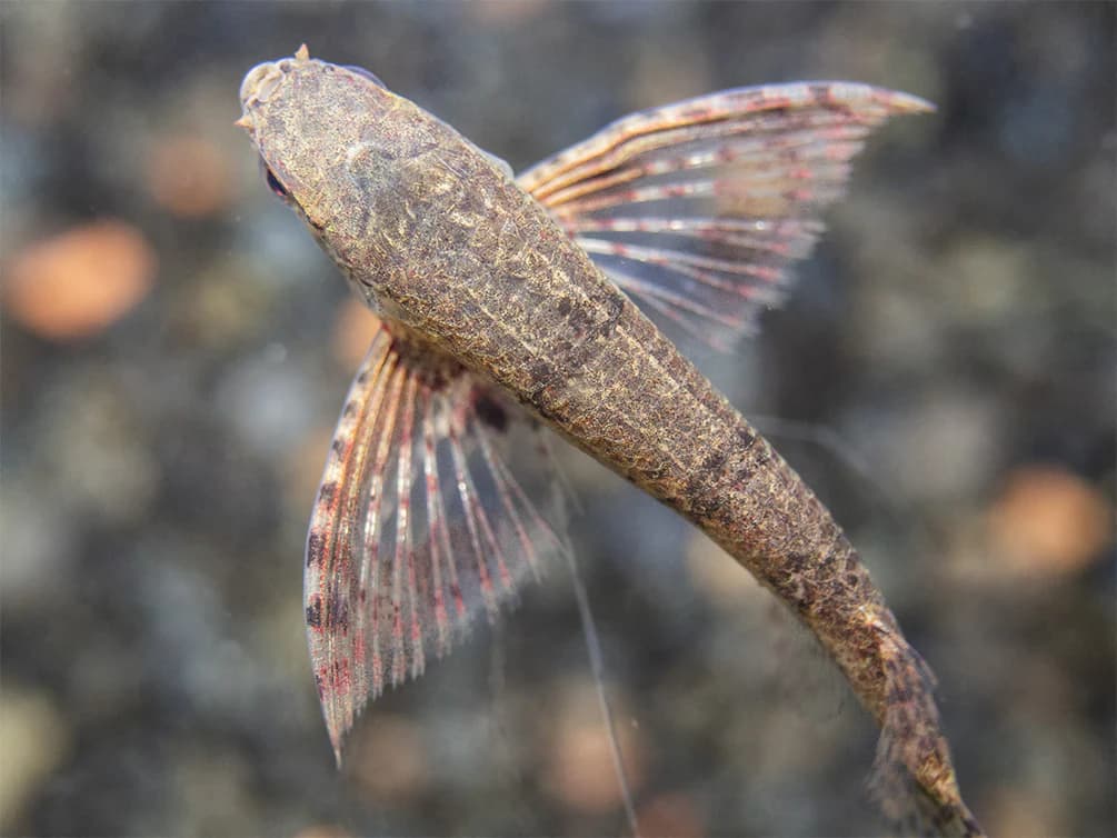 African Butterfly Fish in a freshwater aquarium