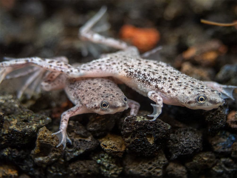 African Dwarf Frog in a freshwater aquarium