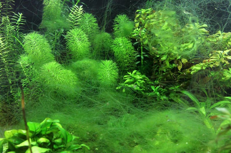 Aquarium algae types and treatment checklist