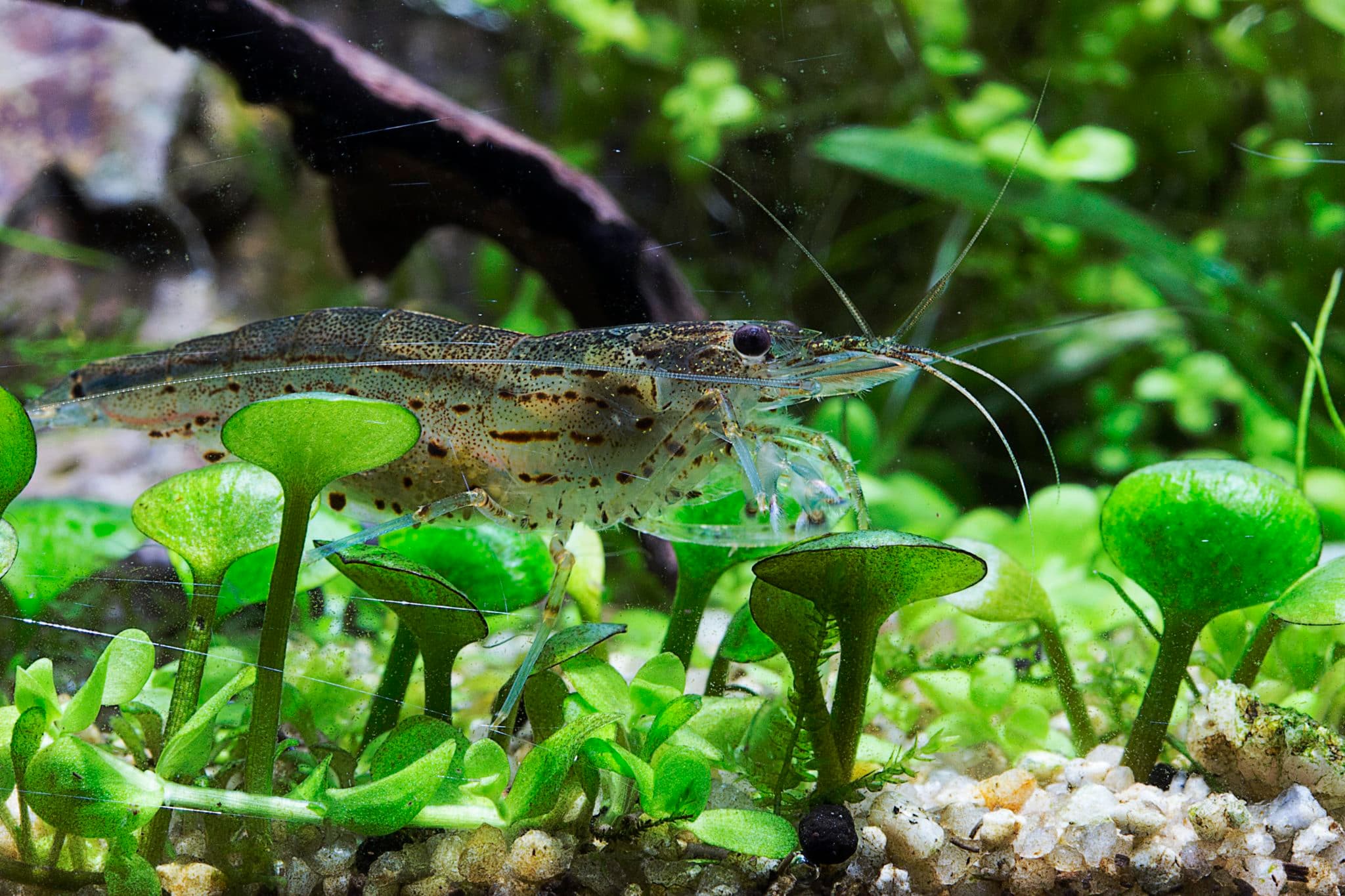 Amano Shrimp in a freshwater aquarium