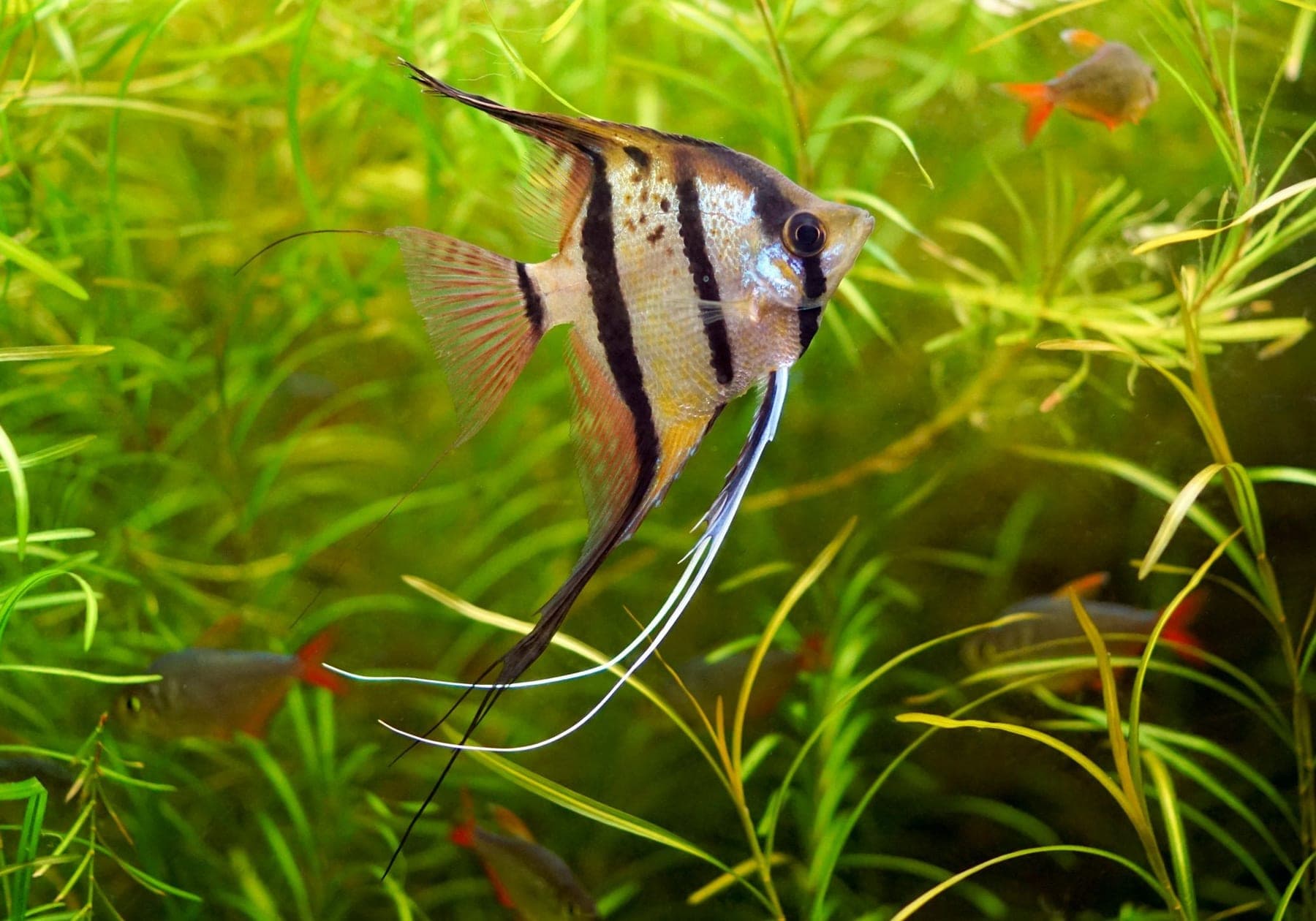 Angelfish in an aquarium