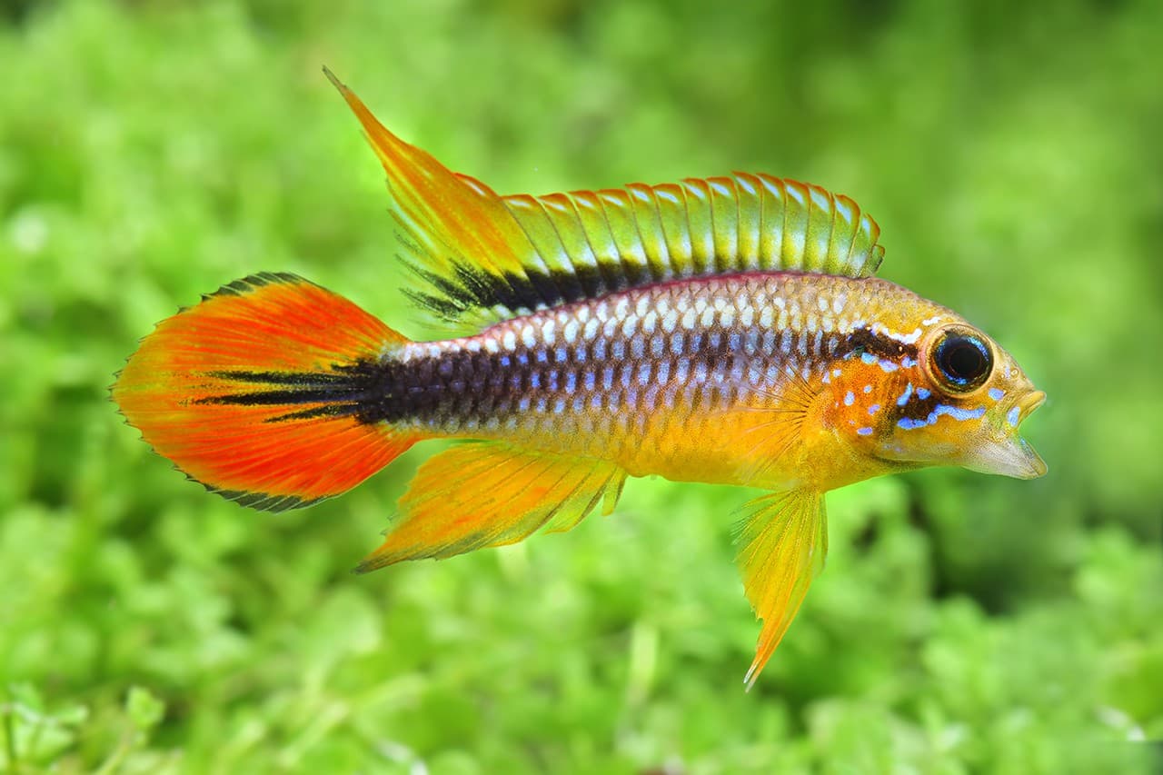 Apistogramma in a freshwater aquarium
