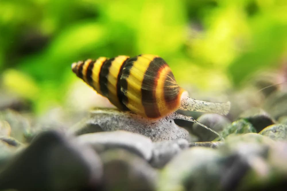Assassin Snail in a freshwater aquarium