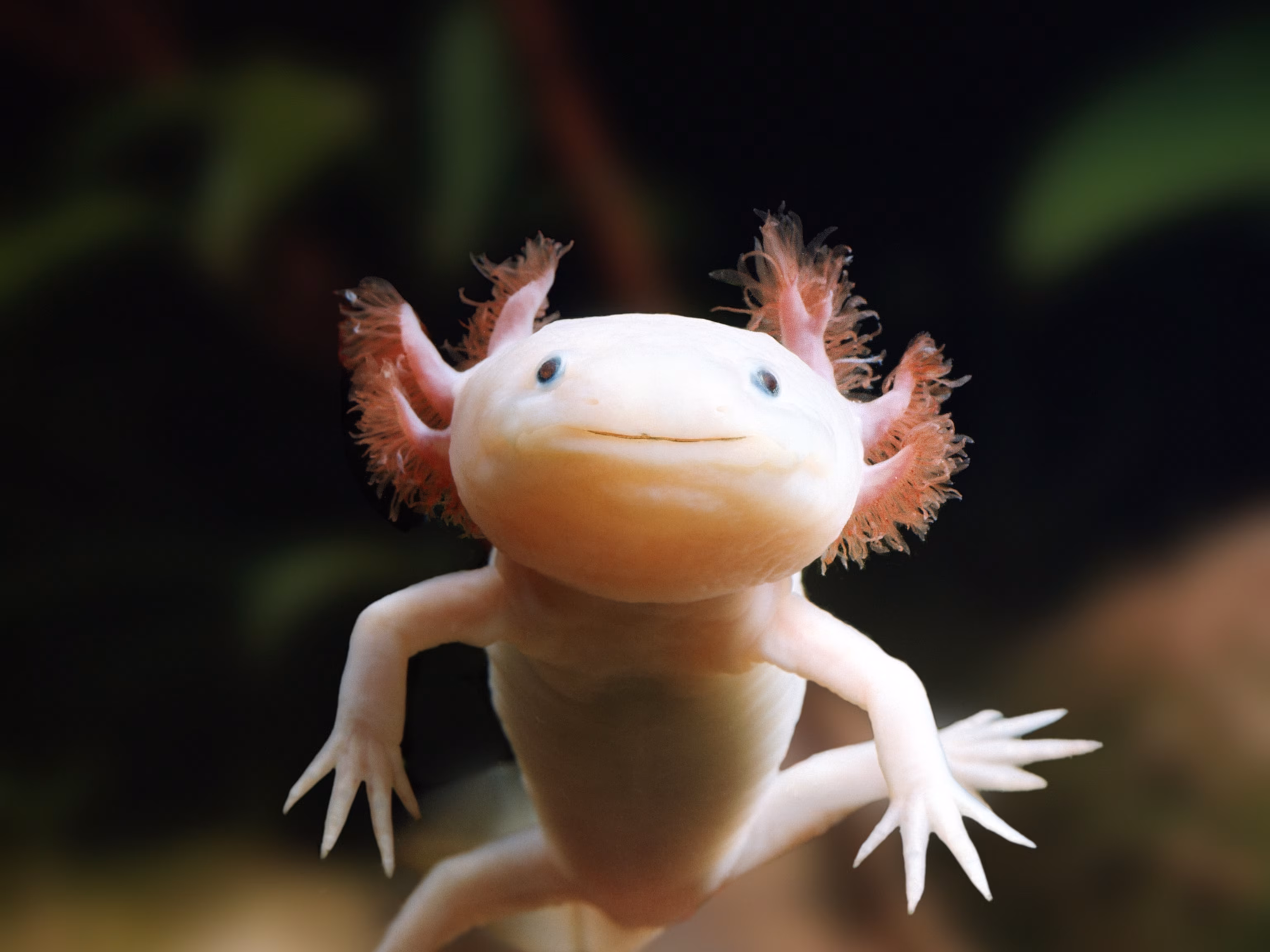 Axolotl in a freshwater aquarium