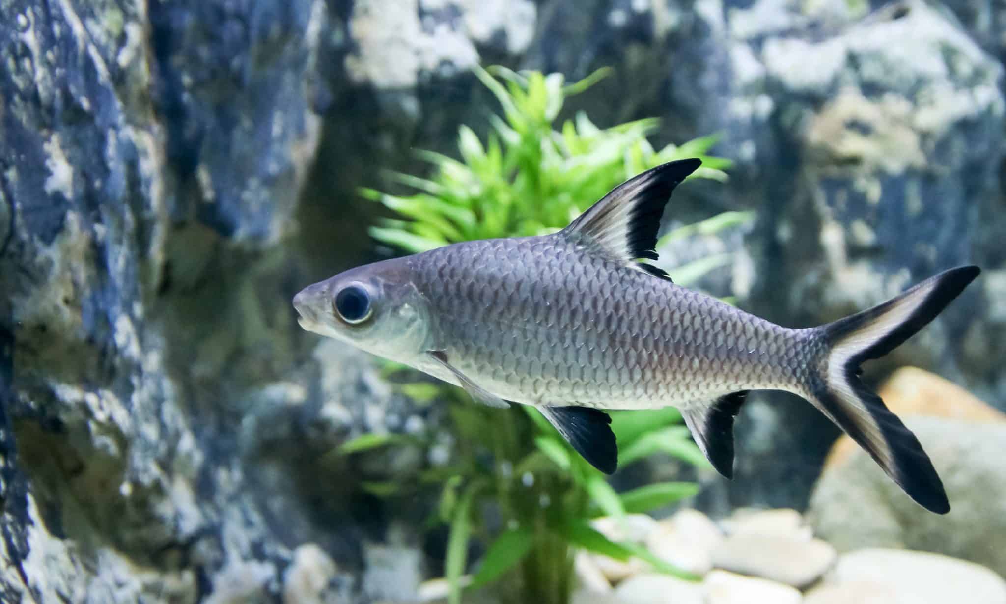 Bala Shark in a freshwater aquarium