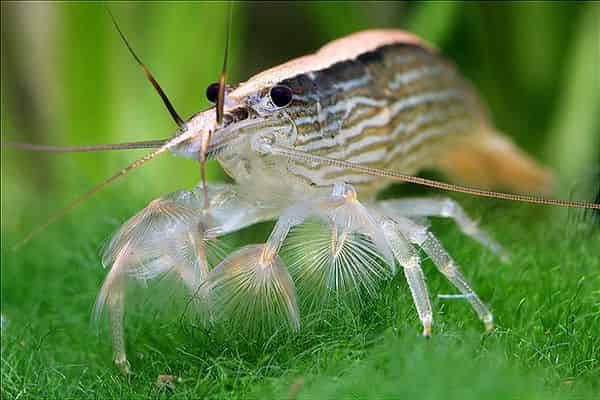 Bamboo Shrimp freshwater aquarium photo