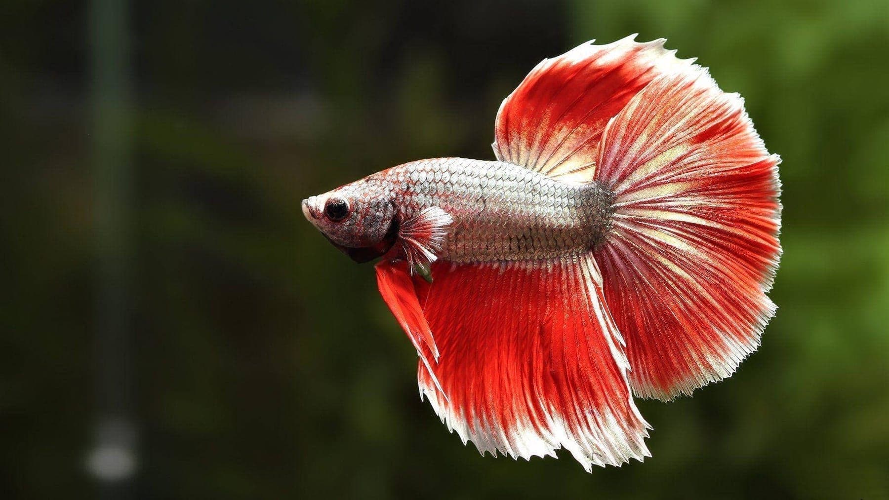 Betta in an aquarium