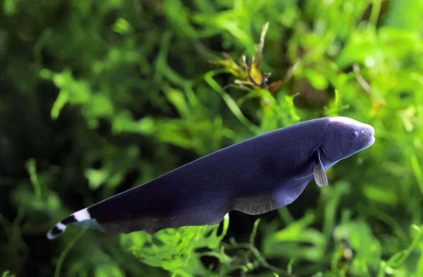 Black Ghost Knifefish freshwater aquarium image