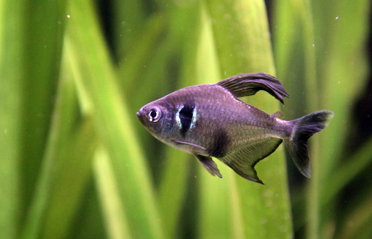 Black Phantom Tetra freshwater aquarium photo