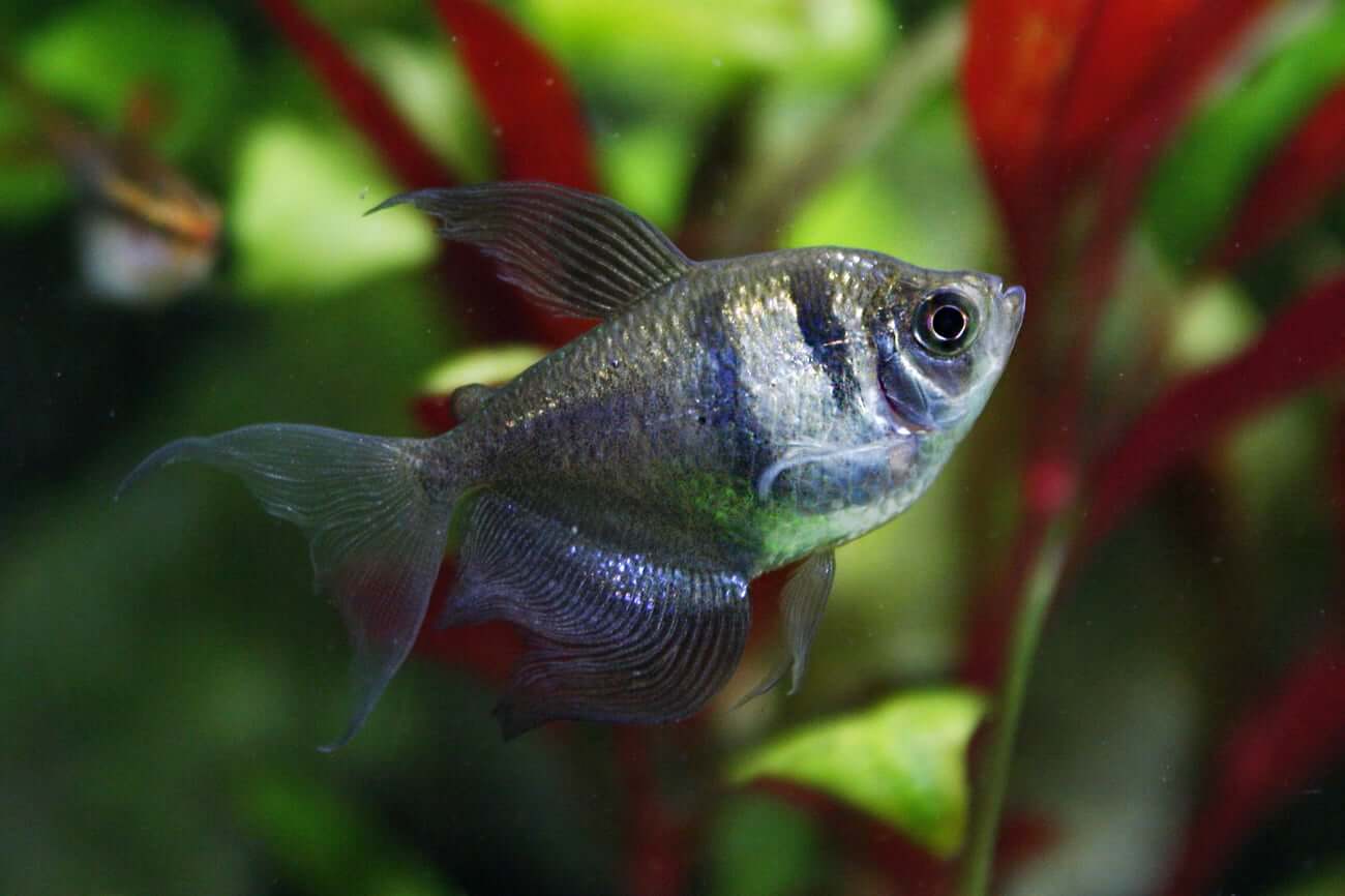 Black Skirt Tetra in a freshwater aquarium