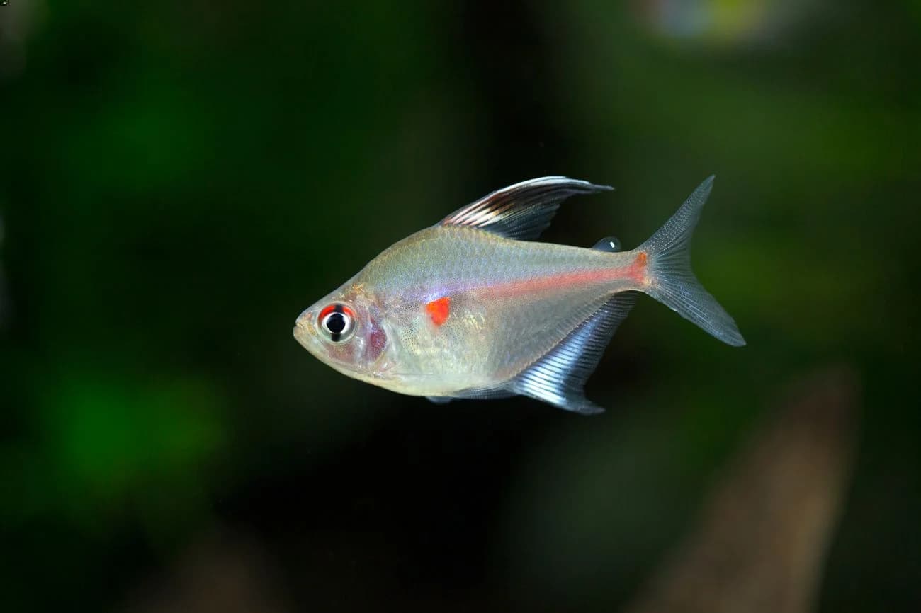 Bleeding Heart Tetra freshwater aquarium image