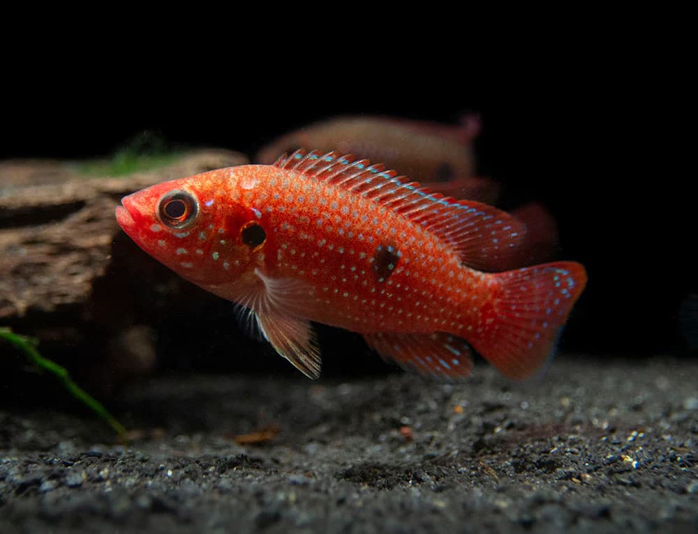 Blood Jewel Cichlid freshwater aquarium photo