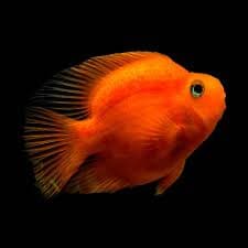 Blood Parrot Cichlid freshwater aquarium photo