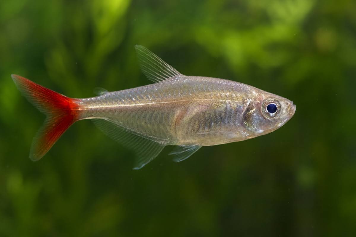 Bloodfin Tetra freshwater aquarium photo
