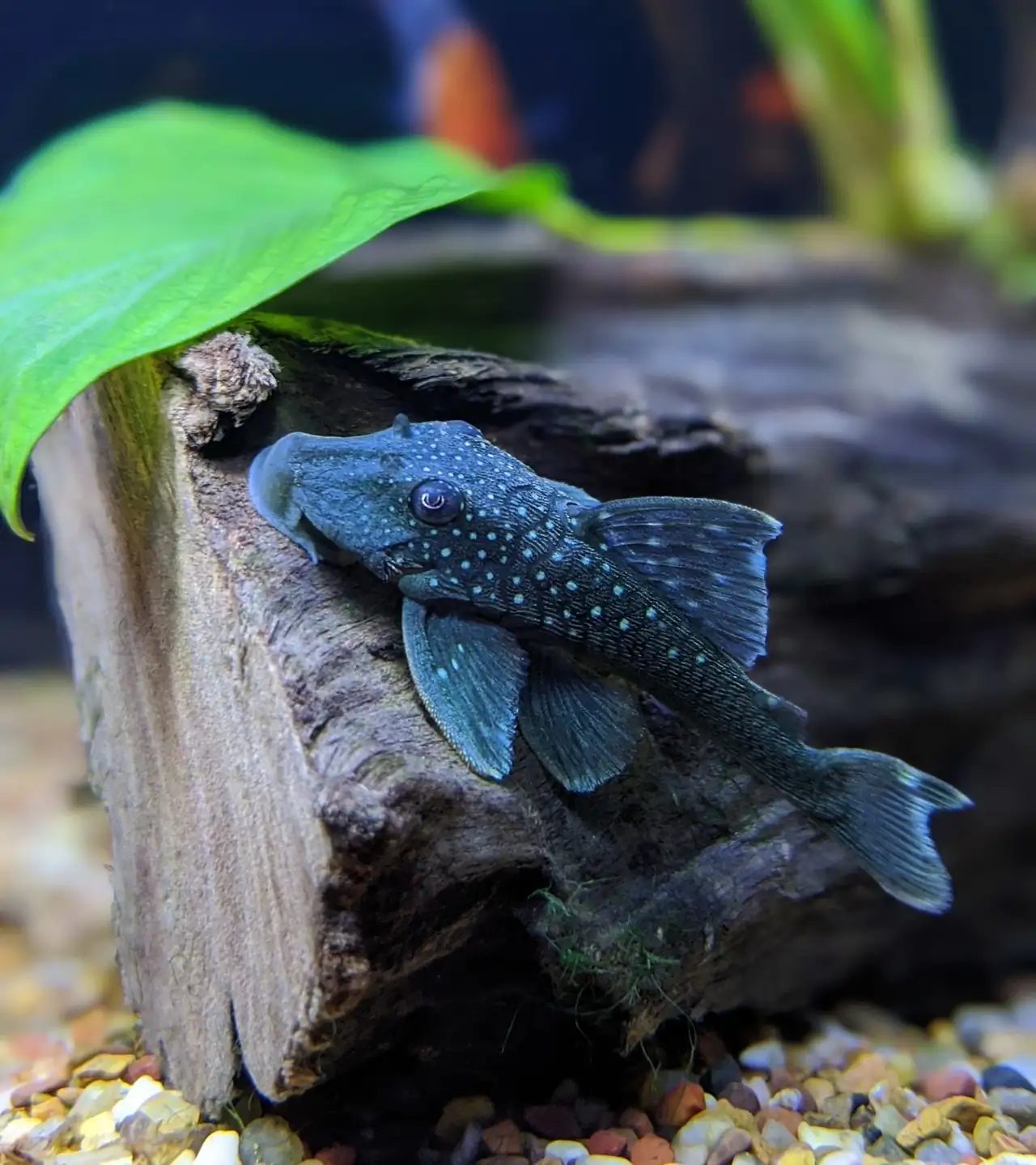 L-128 Blue Phantom Pleco freshwater aquarium image