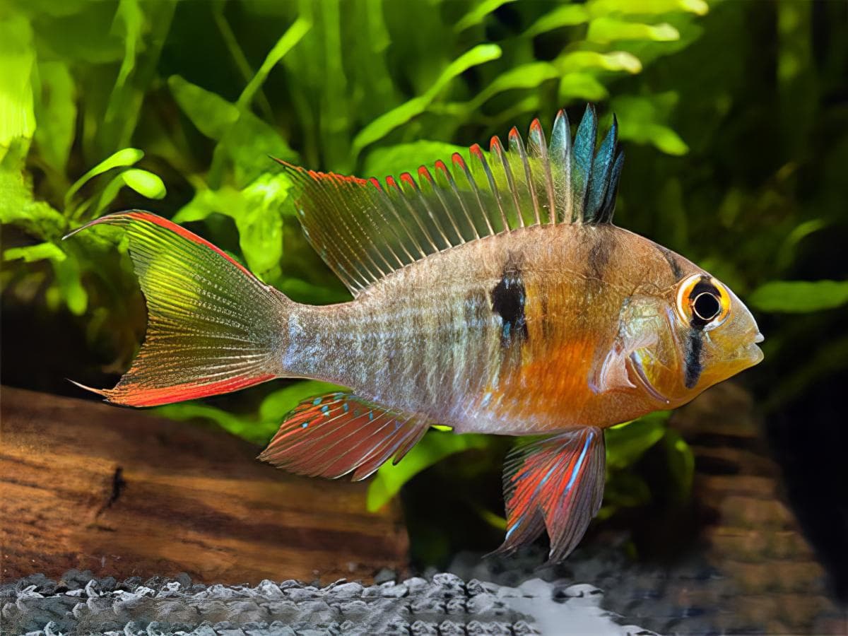 Bolivian Ram in an aquarium