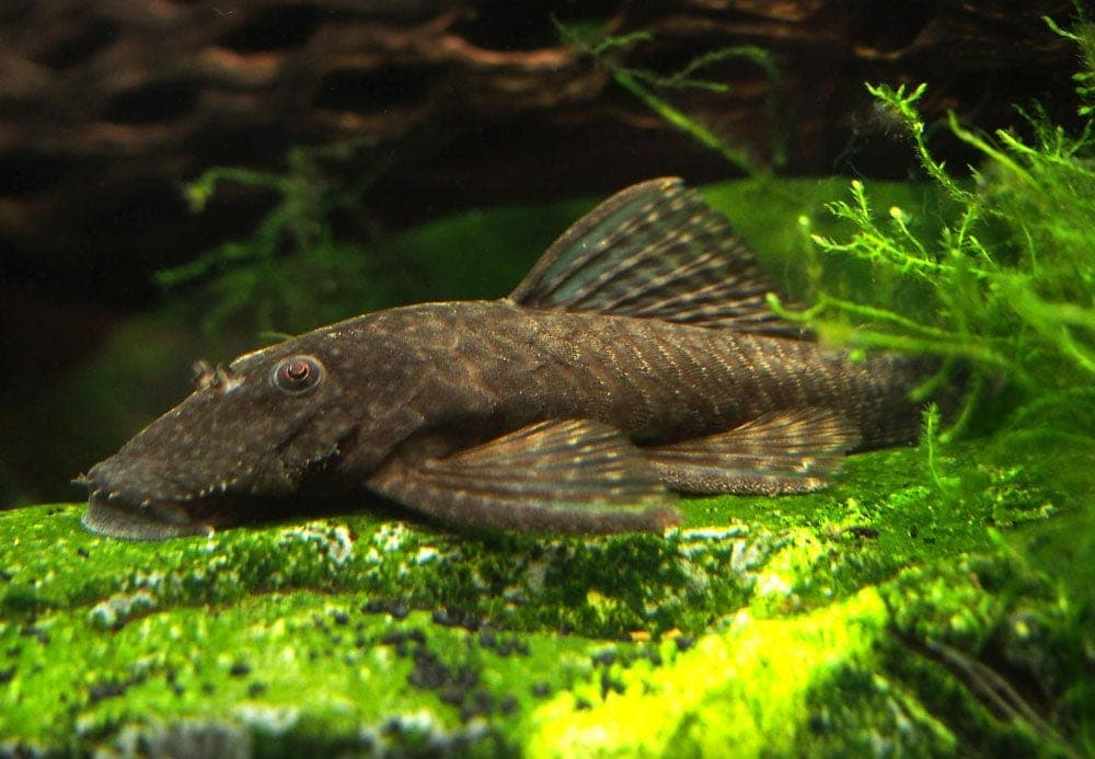 Bristlenose Pleco in an aquarium