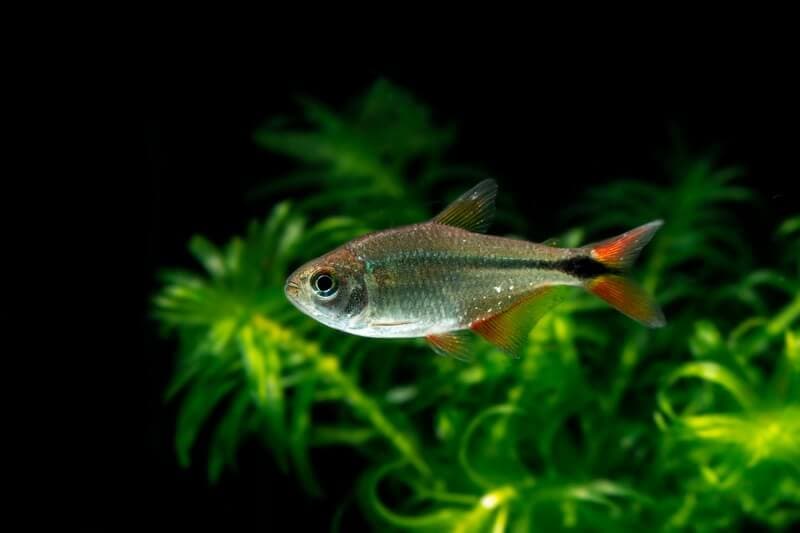 Buenos Aires Tetra in a freshwater aquarium