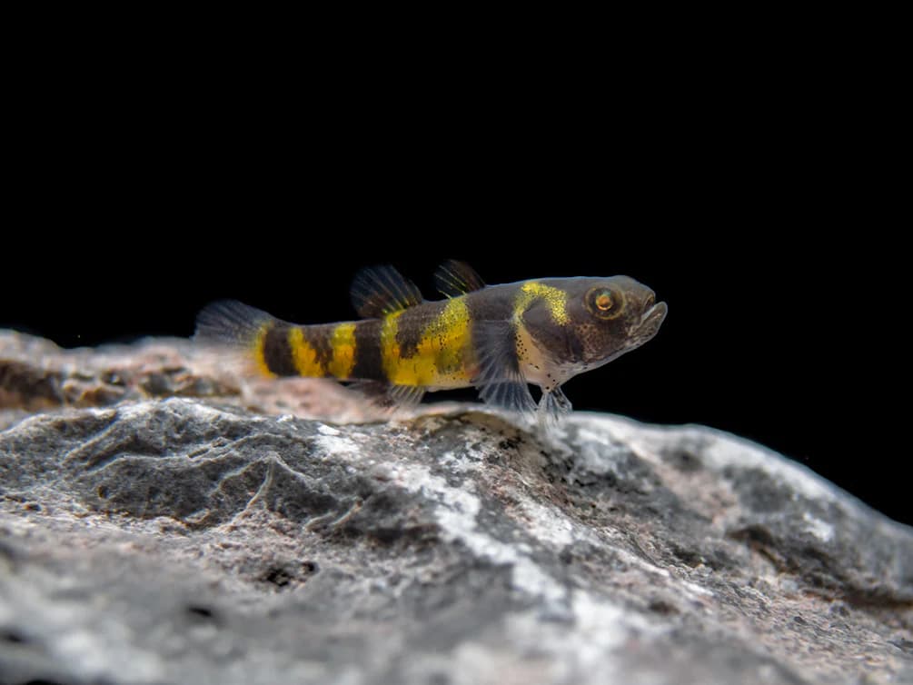 Bumblebee Goby freshwater aquarium image