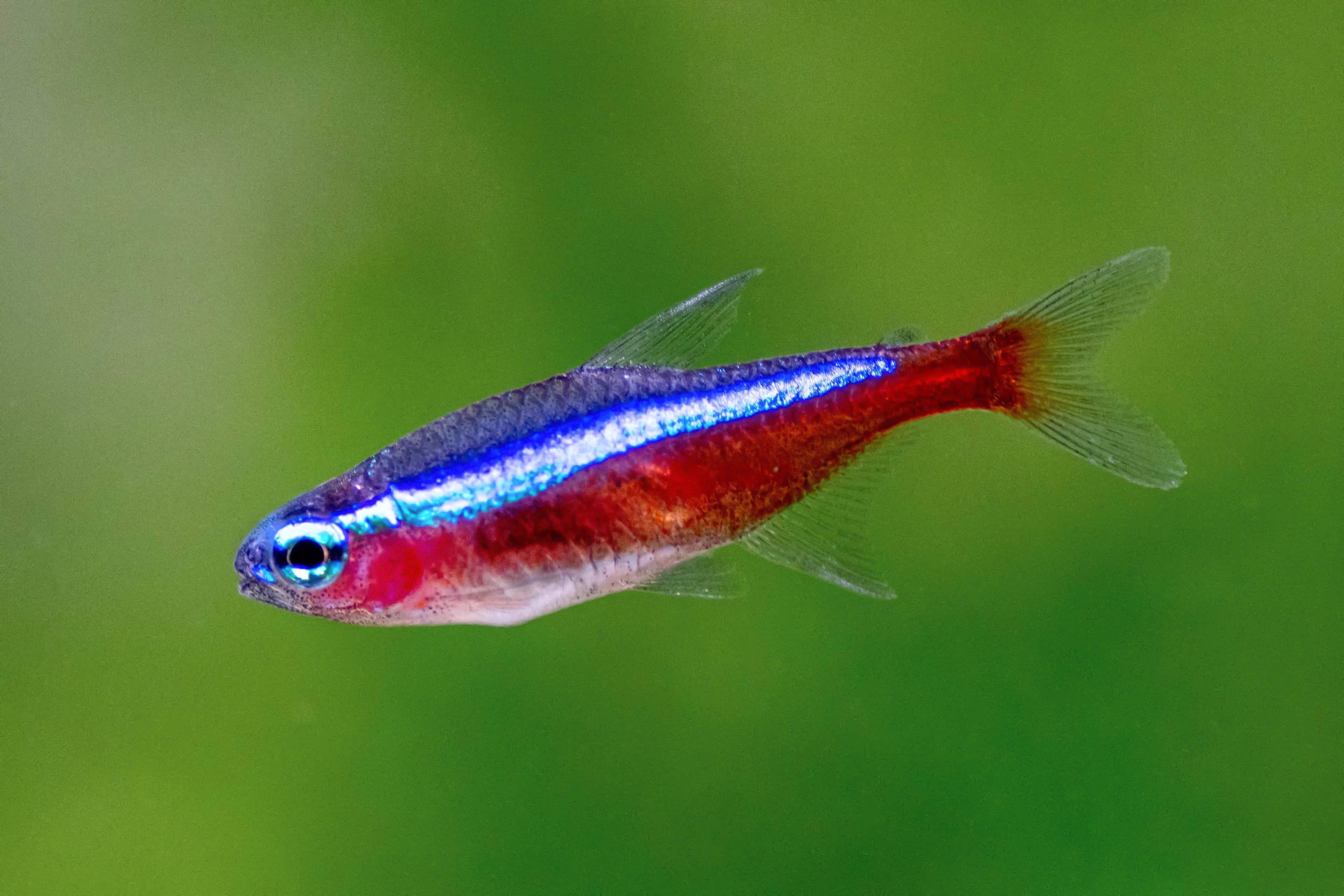 Cardinal Tetra in a freshwater aquarium