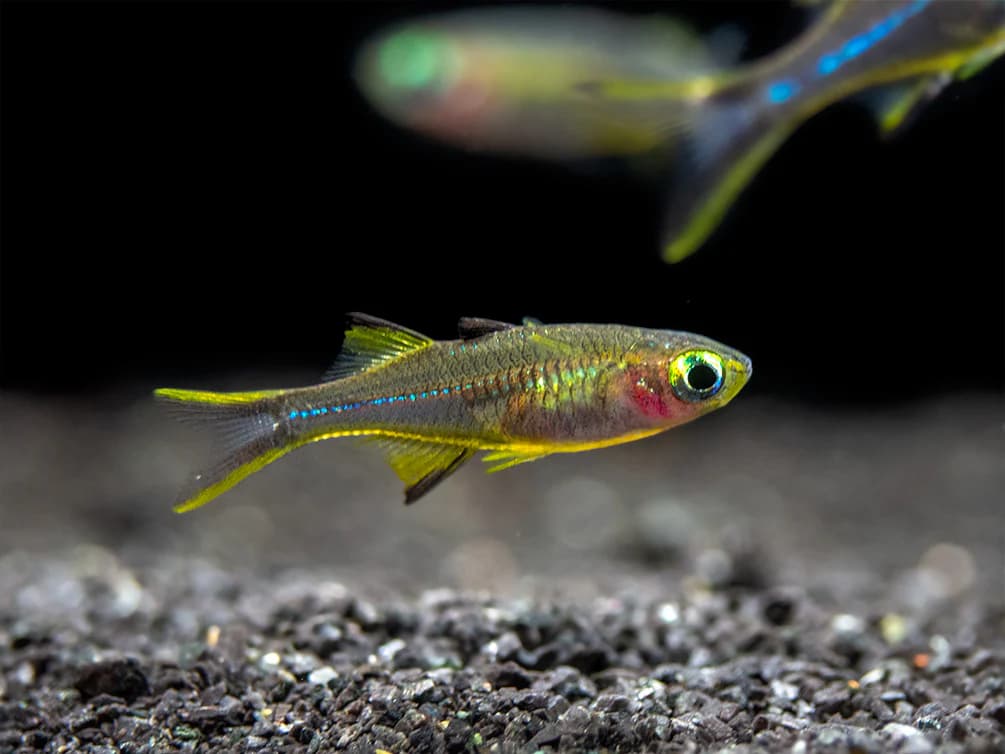 Celebes Rainbowfish freshwater aquarium photo