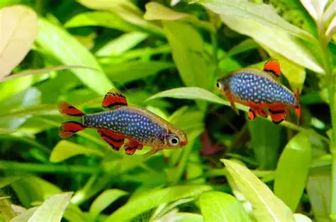 Celestial Pearl Danio in a freshwater aquarium