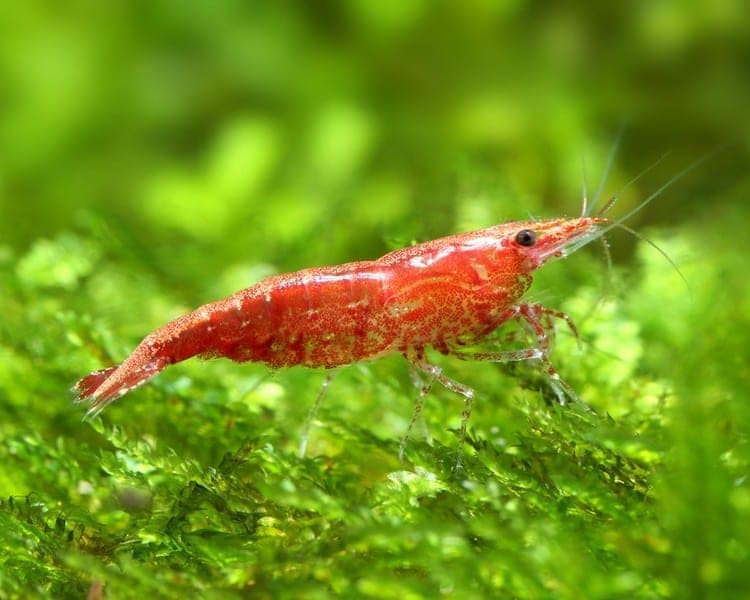 Cherry Shrimp in an aquarium
