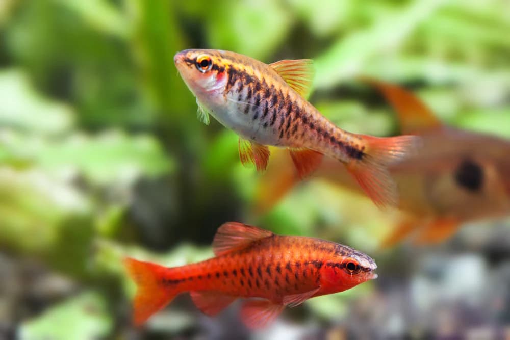 Cherry Barb freshwater aquarium image