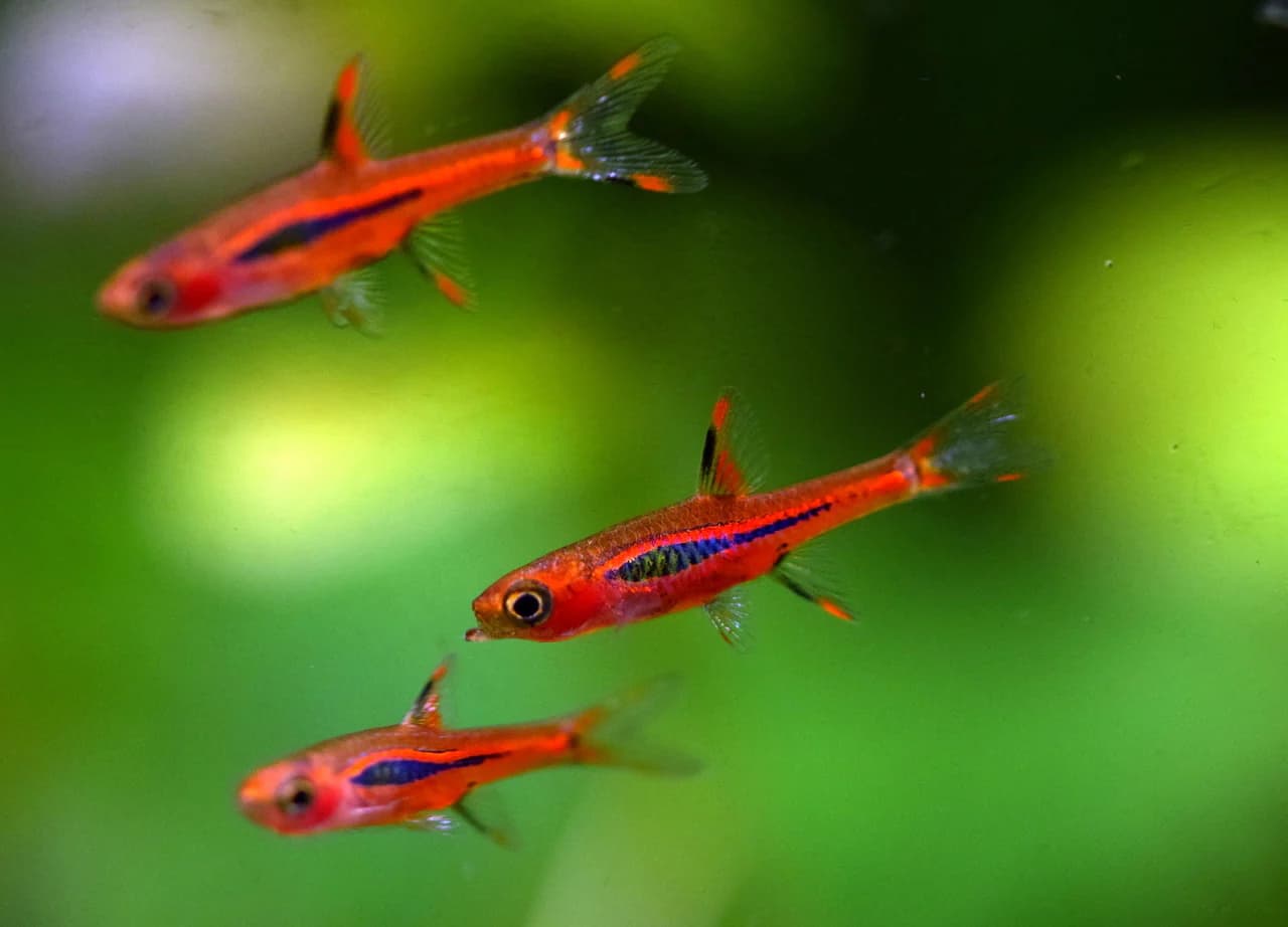 Chili Rasbora in a freshwater aquarium