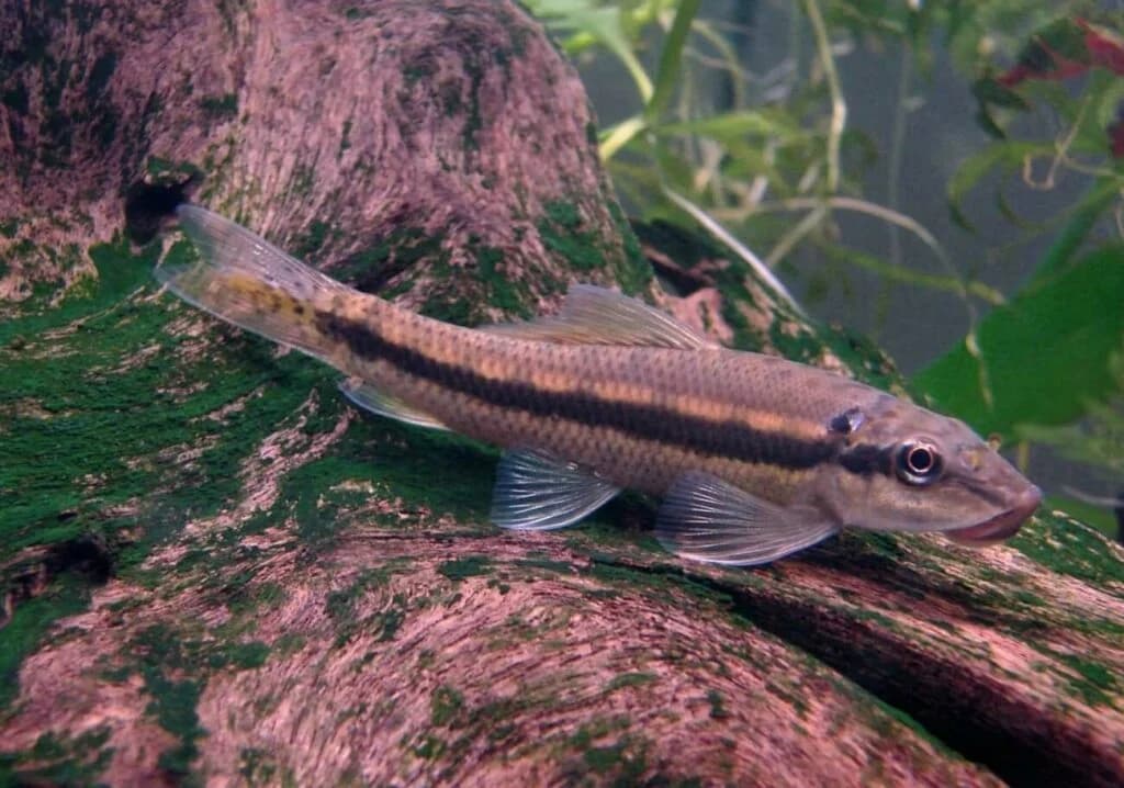 Chinese Algae Eater freshwater aquarium image