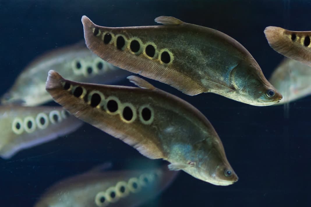 Clown Knifefish freshwater aquarium image