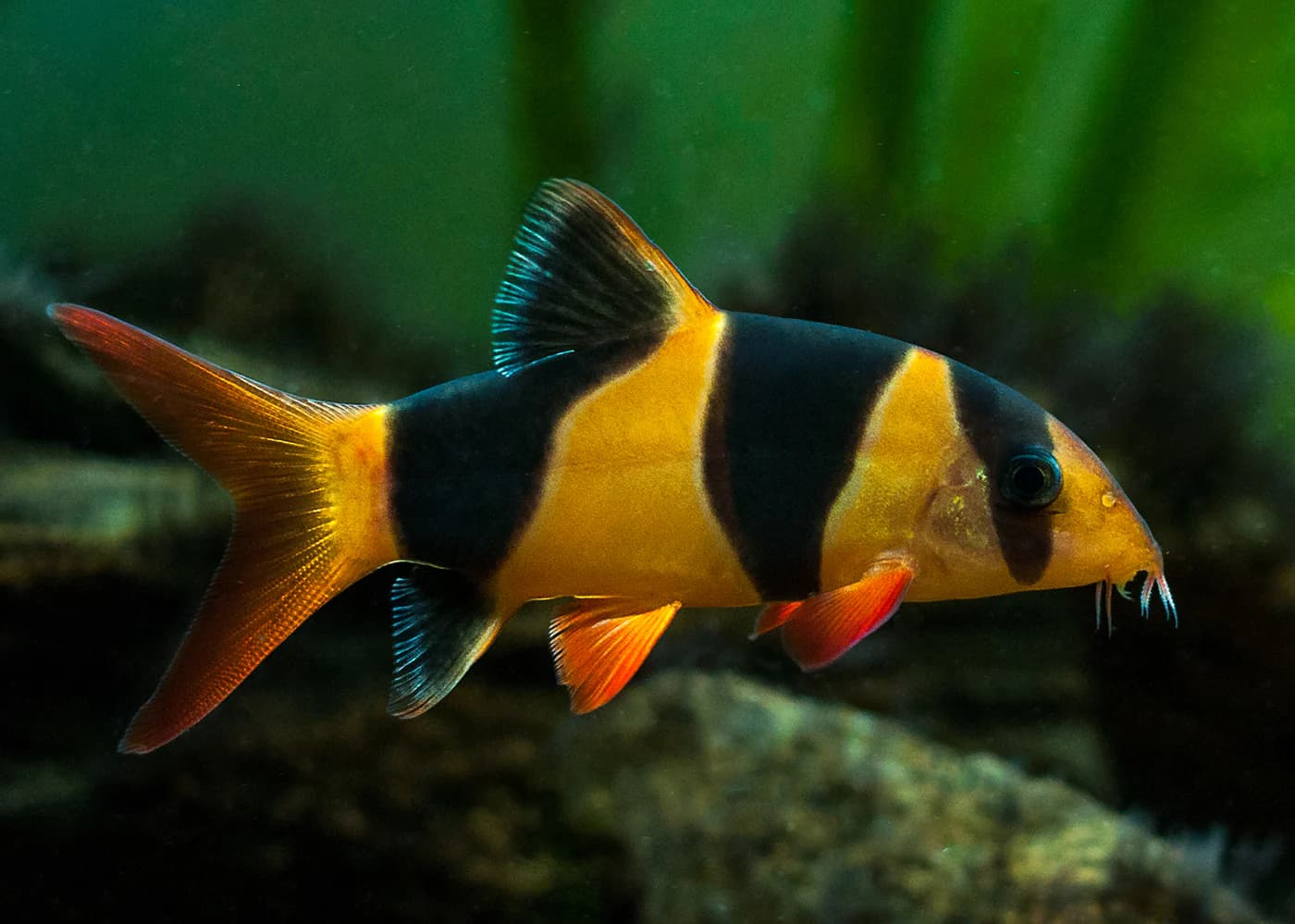 Clown Loach in a freshwater aquarium