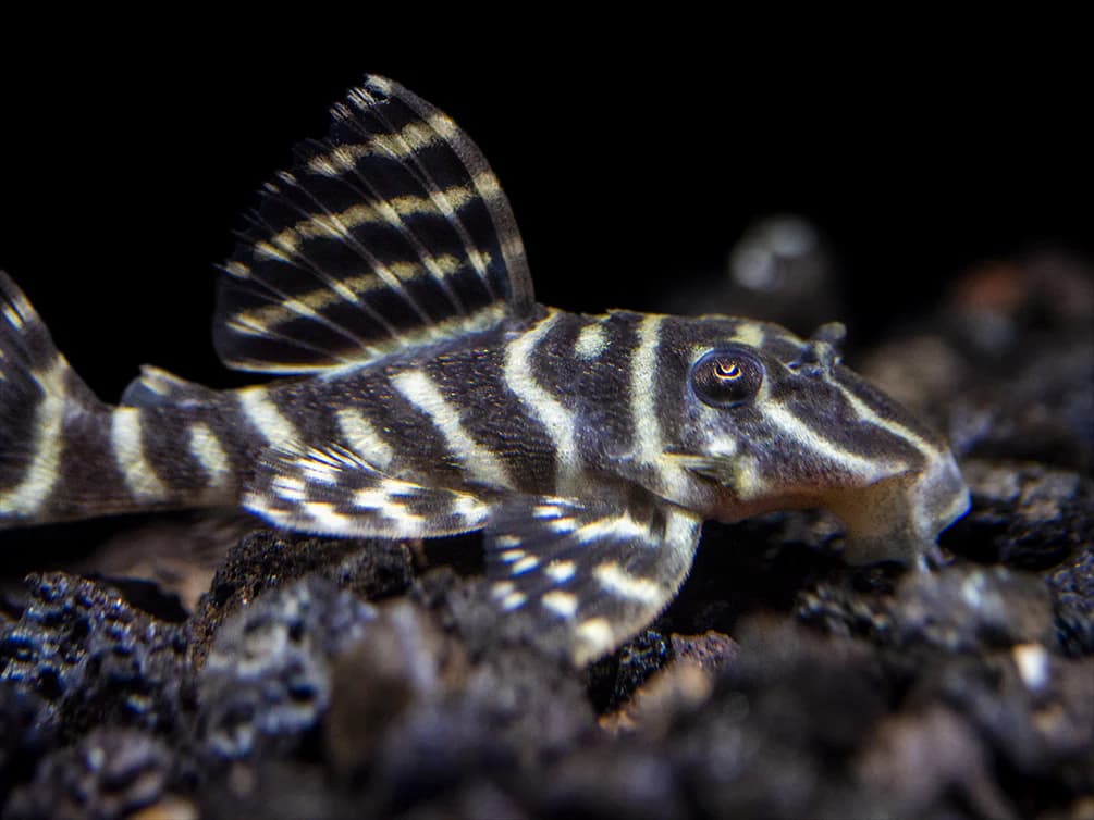 Clown Pleco in a freshwater aquarium