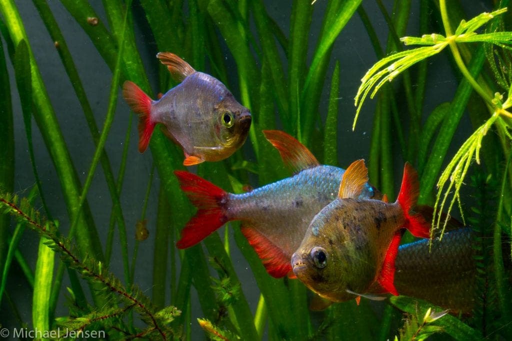 Columbian Tetra freshwater aquarium photo
