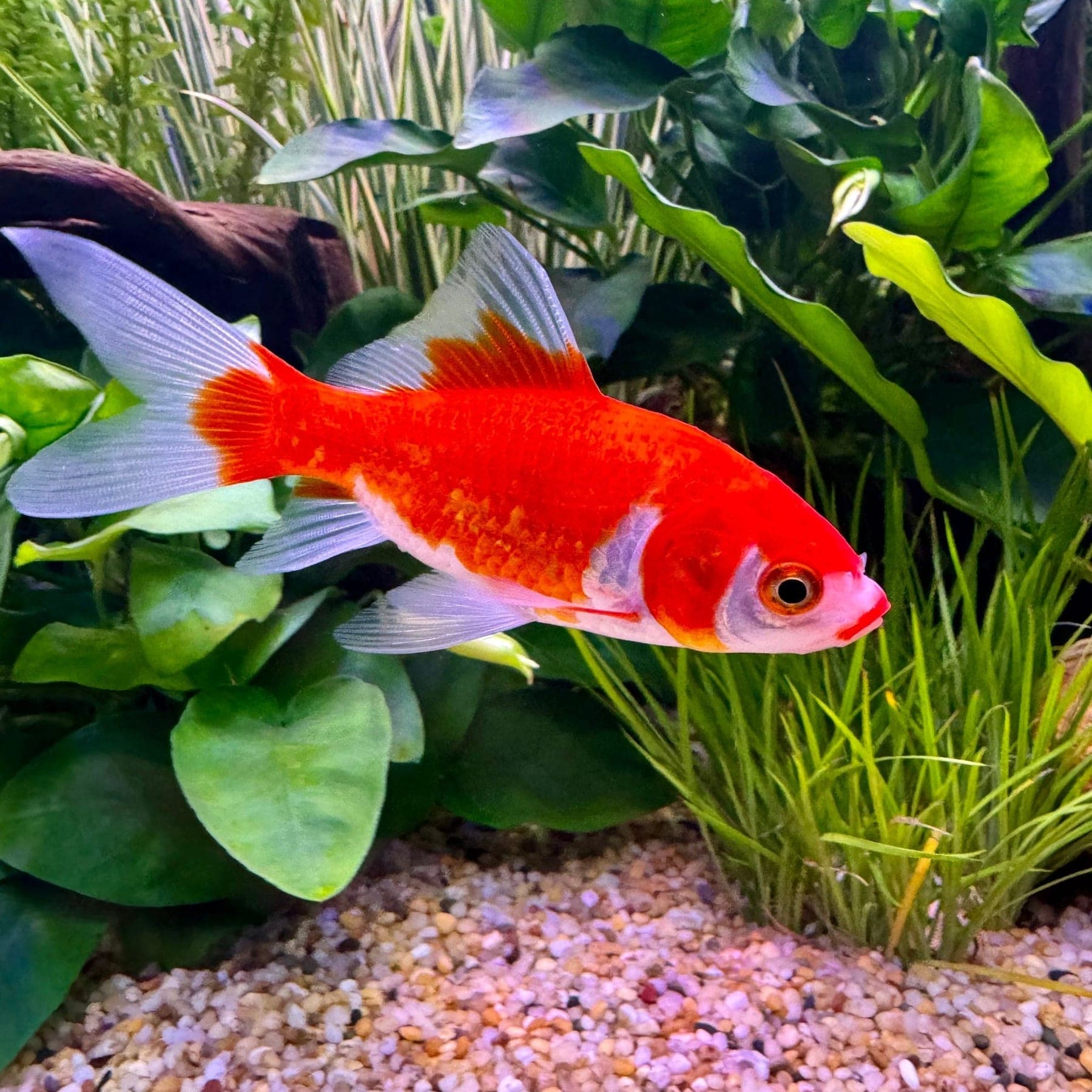 Comet Goldfish in an aquarium