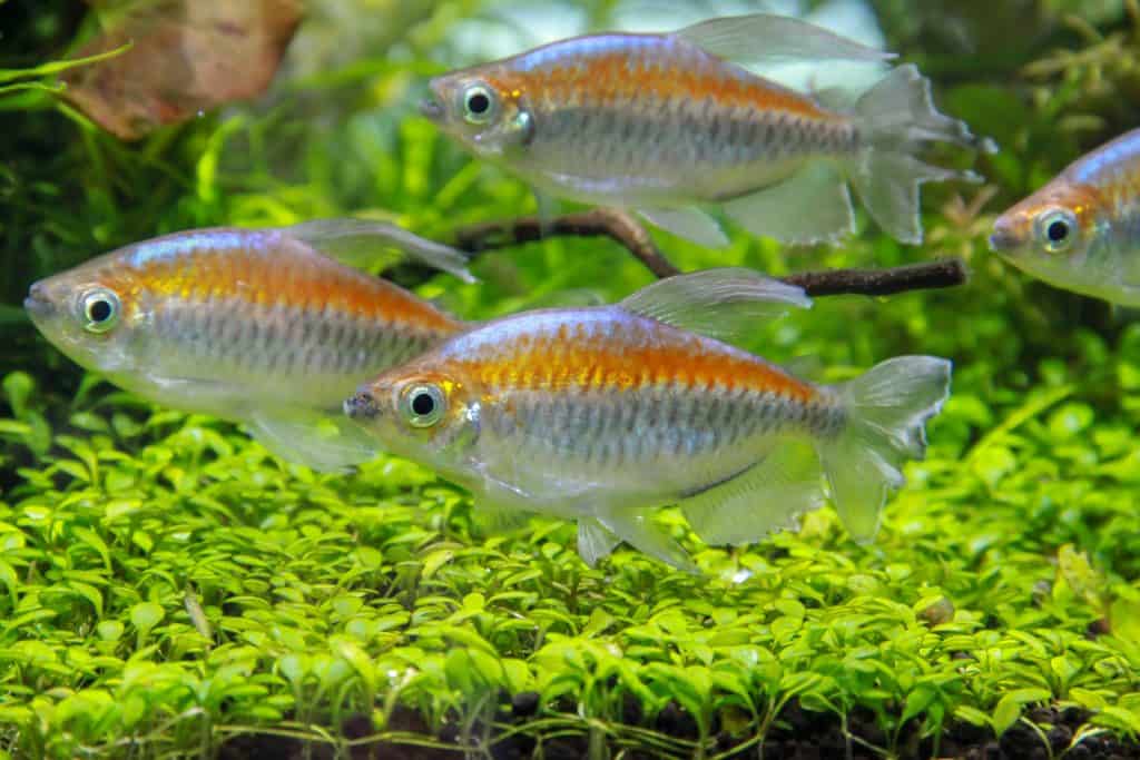 Congo Tetra in a freshwater aquarium