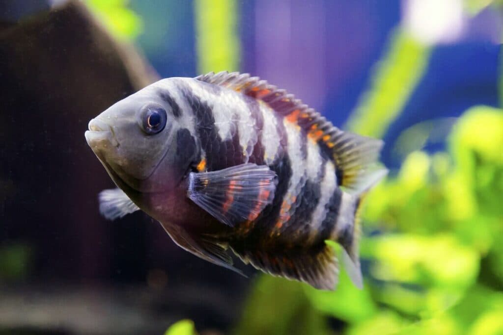 Convict Cichlid in a freshwater aquarium