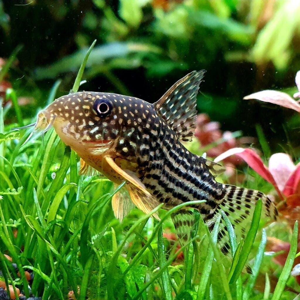 Corydoras Catfish in an aquarium